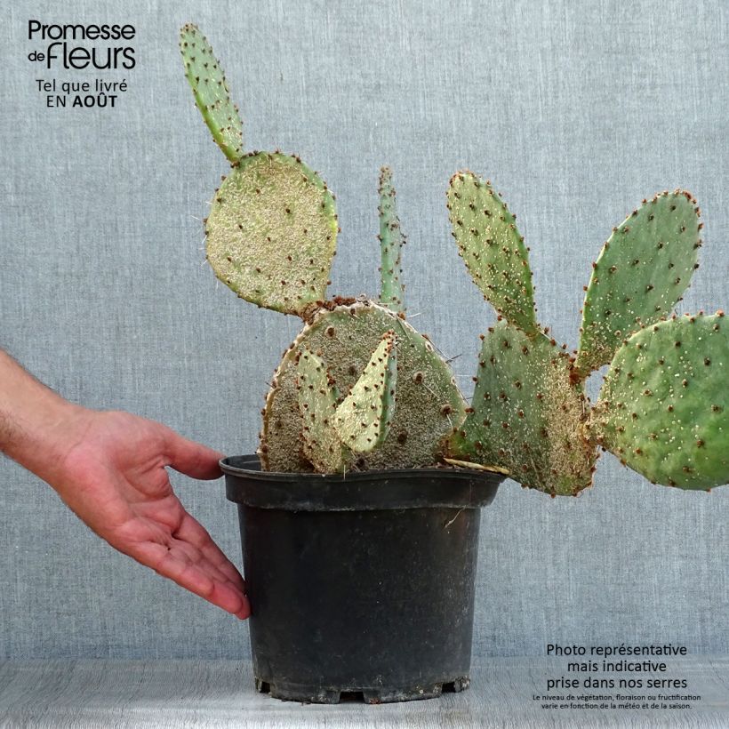 Esimerkki kesällä toimitetusta Opuntia semispinosa Pot de 4L/5L-taimesta