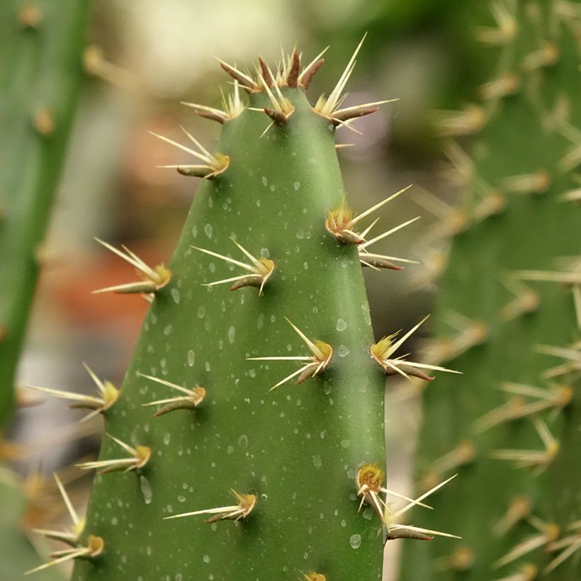 Opuntia semispinosa (Lehvistö)