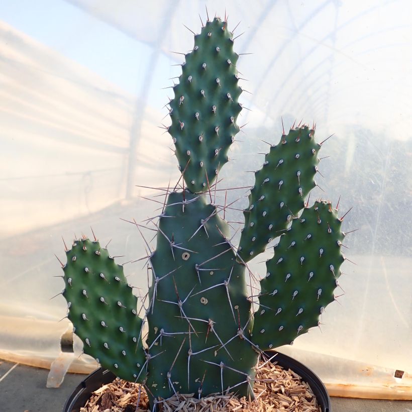 Opuntia sulfurea (Kasvutapa)