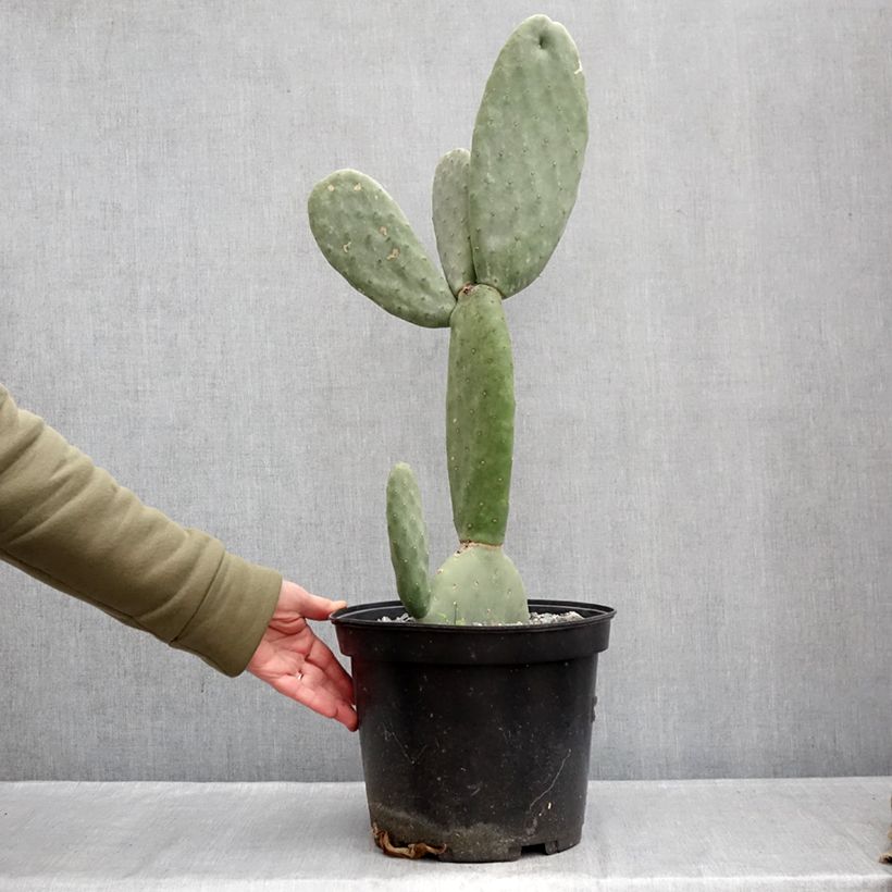 Esimerkki talvella toimitetusta Opuntia hybrida Titania 3 litran/4 litran ruukku-taimesta