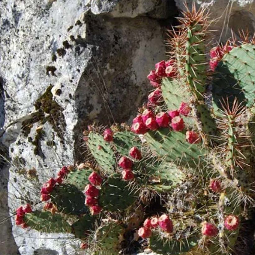 Opuntia zuniensis (Kasvutapa)