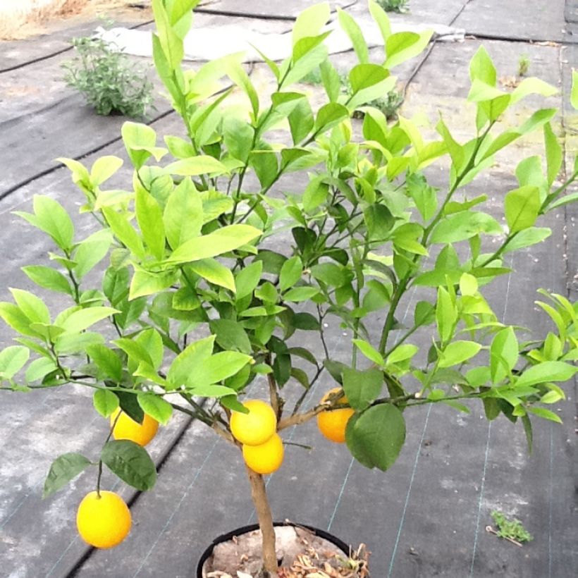 Appelsiini - Citrus sinensis (Kasvutapa)