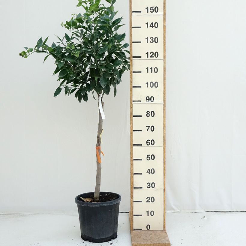 Esimerkki kesällä toimitetusta Appelsiini - Citrus sinensis 18 litran/20 litran ruukku, Puolikorkea runko-taimesta