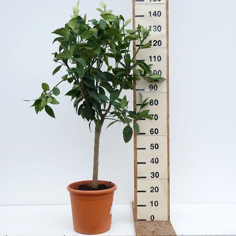 Esimerkki talvella toimitetusta Appelsiini - Citrus sinensis 18 litran/20 litran ruukku, Puolikorkea runko-taimesta