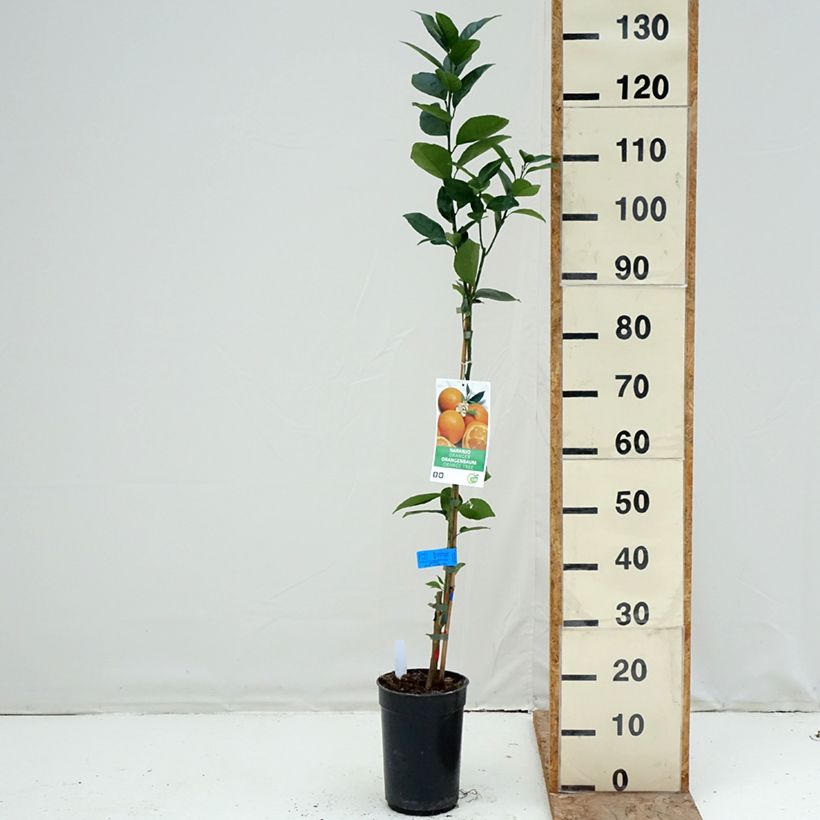 Esimerkki talvella toimitetusta Appelsiini - Citrus sinensis 3 litran/4 litran ruukku, Mätäs-taimesta