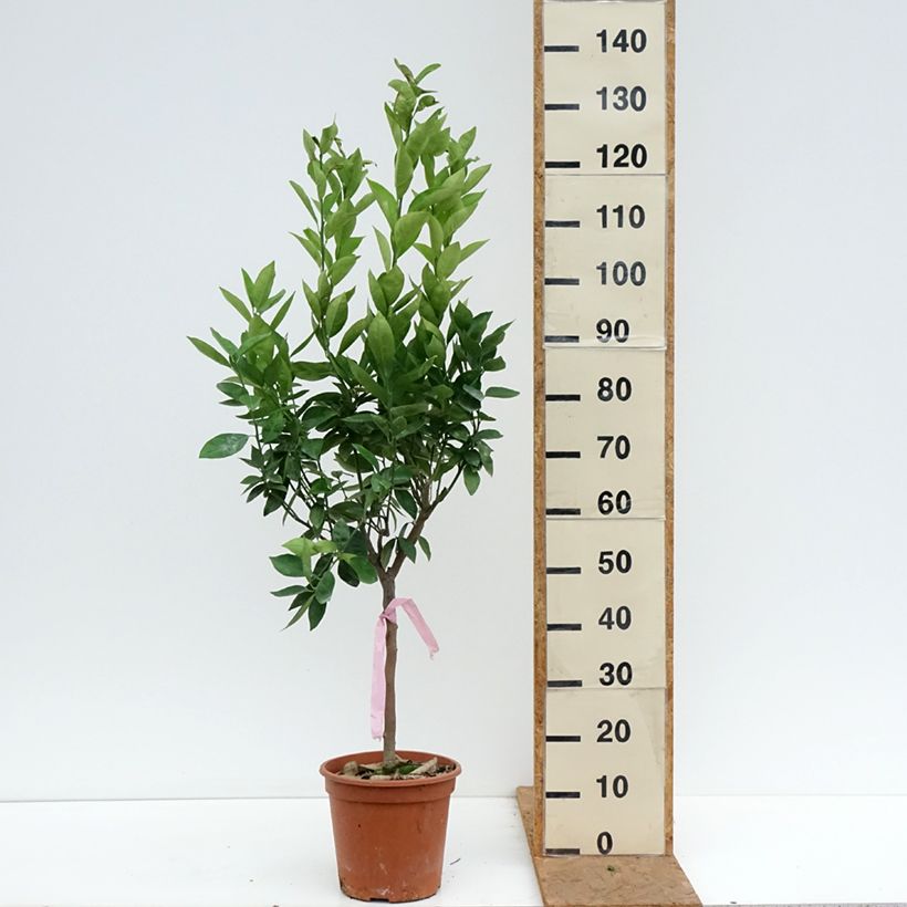 Esimerkki syksyllä toimitetusta Appelsiini - Citrus sinensis 4 litran/5 litran ruukku, 1/4 runko-taimesta