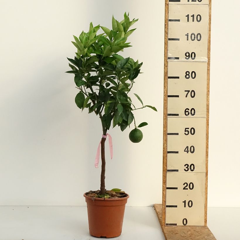 Esimerkki kesällä toimitetusta Appelsiini - Citrus sinensis 4 litran/5 litran ruukku, 1/4 runko-taimesta