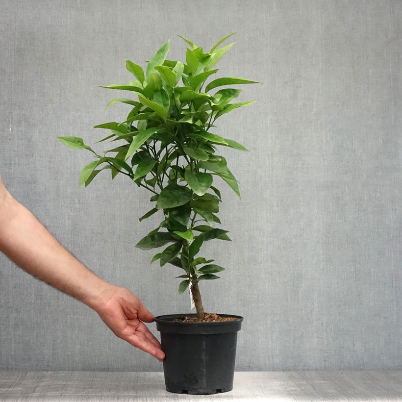 Esimerkki kesällä toimitetusta Oranger - Citrus sinensis Washington Navel  Pot de 4L/5L, 1/4 de tige-taimesta