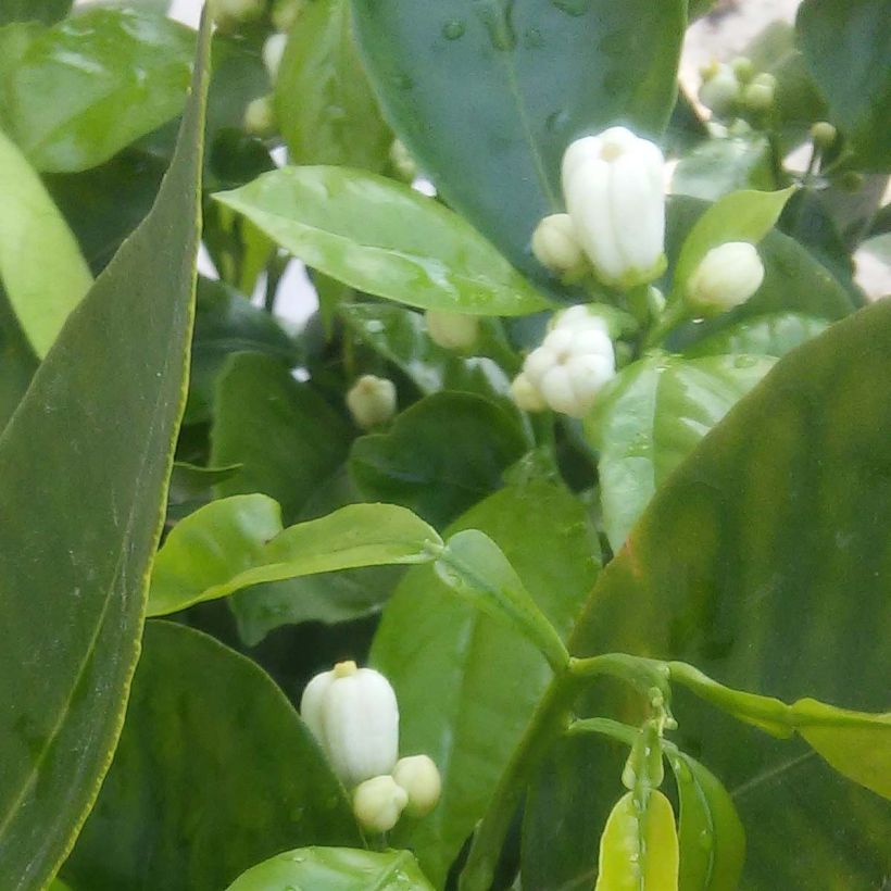 Appelsiini Corrugata (Kukinta)