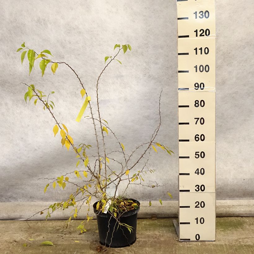 Esimerkki syksyllä toimitetusta Värimulperi - Maclura pomifera 7,5 litran / 10 litran ruukku-taimesta