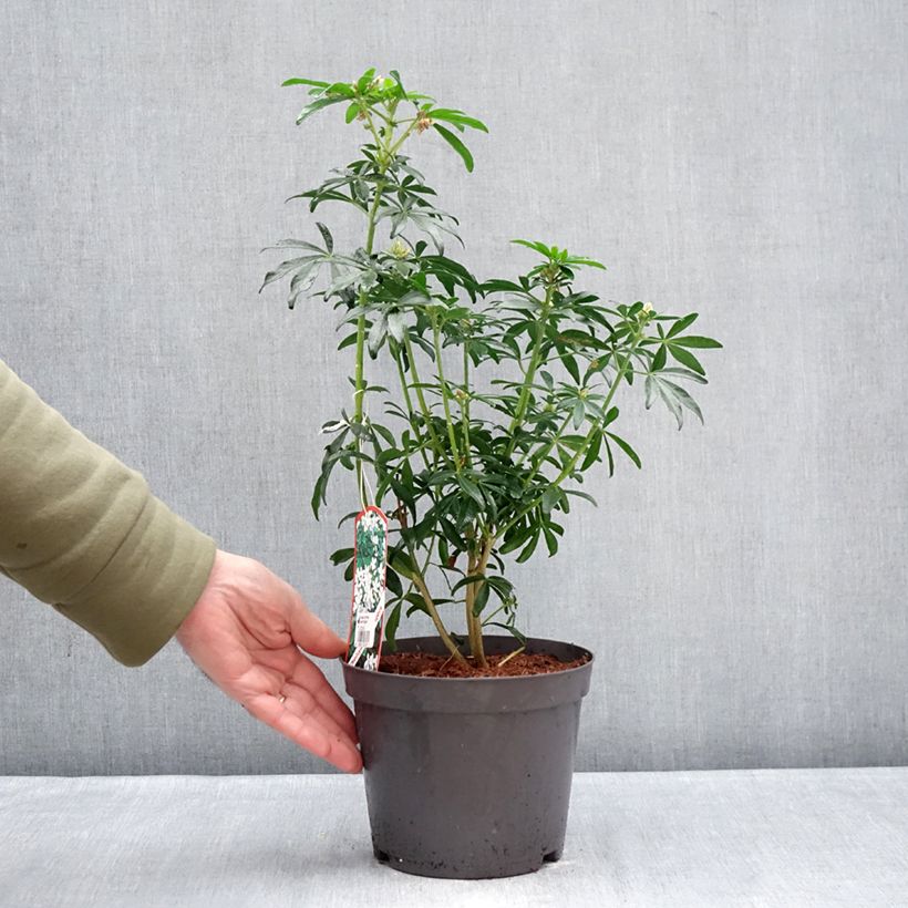 Esimerkki talvella toimitetusta Koisi Greenfingers 2 litran/3 litran ruukku-taimesta