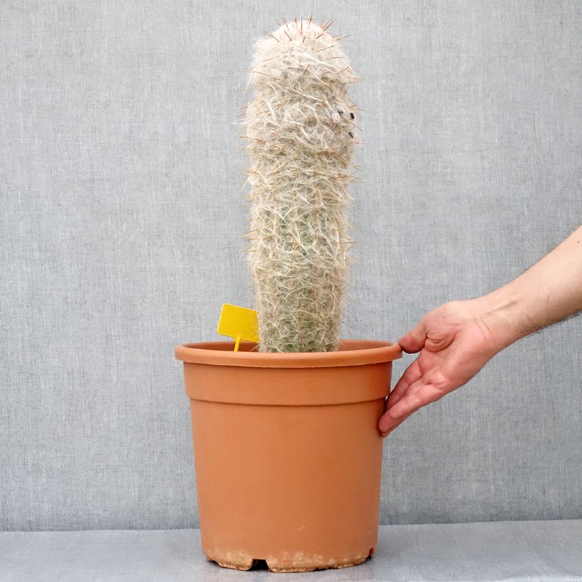Esimerkki kesällä toimitetusta Oreocereus trollii - Vieil homme des Andes Pot de 7,5L/10L-taimesta