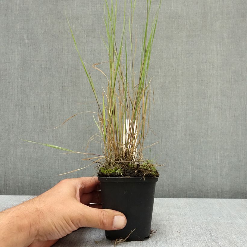 Esimerkki kesällä toimitetusta Partaohra - Hordeum jubatum 8/9 cm taimiruukku-taimesta