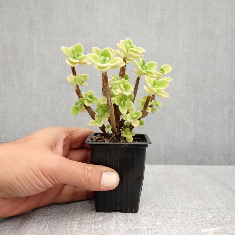 Esimerkki syksyllä toimitetusta Liisukka - Plectranthus amboinicus 8/9 cm taimiruukku-taimesta