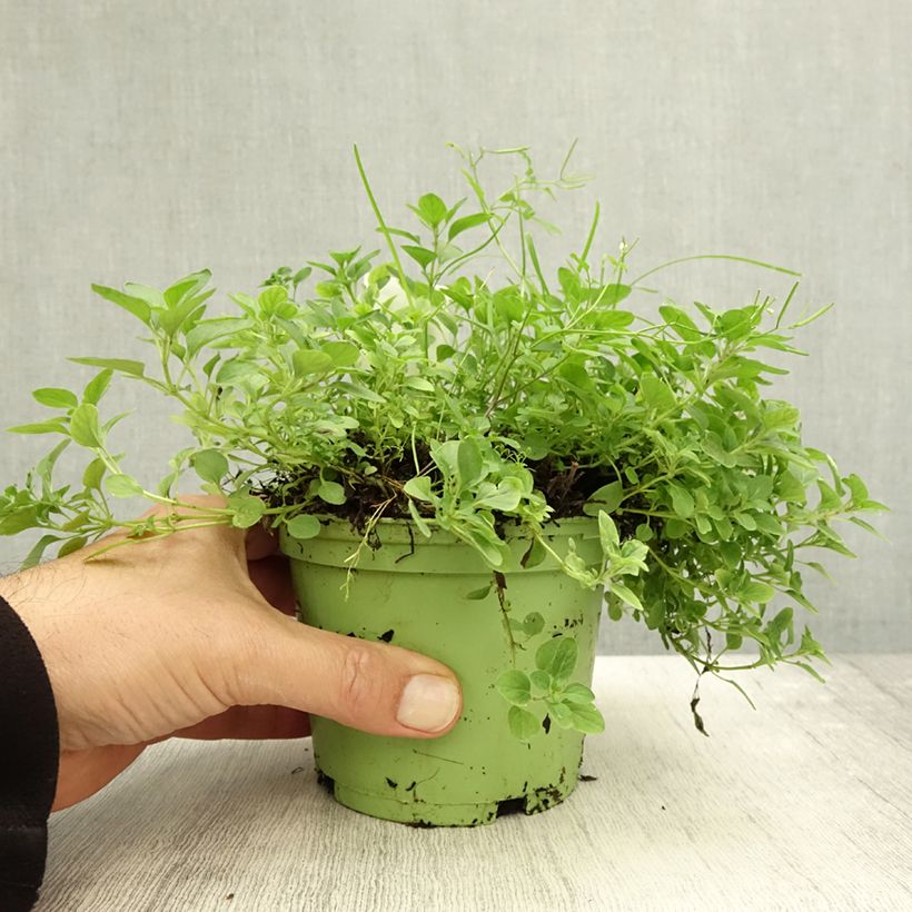 Esimerkki syksyllä toimitetusta Mäkimeirami luomu taimena - Origanum vulgare 1 litran / 1,5 litran ruukku-taimesta