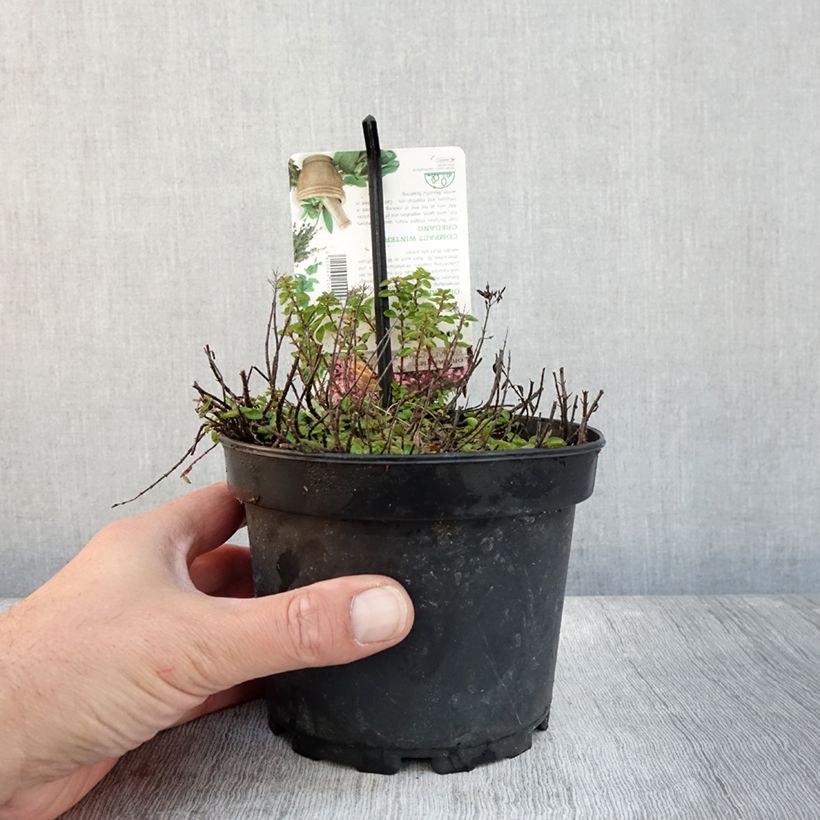 Esimerkki syksyllä toimitetusta Origan - Origanum vulgare Compactum Pot de 1,5L/2L-taimesta