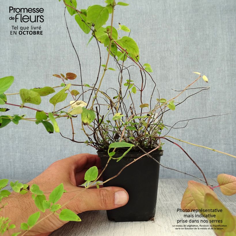 Esimerkki syksyllä toimitetusta Mäkimeirami luomu taimena - Origanum vulgare 8/9 cm taimiruukku-taimesta