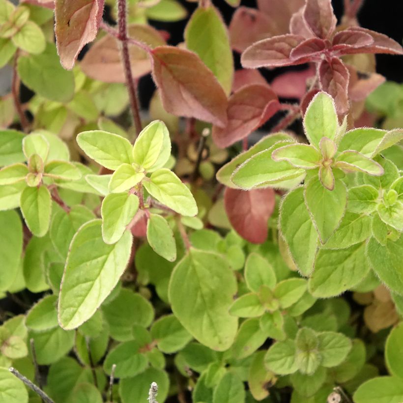 Mäkimeirami luomu taimena - Origanum vulgare (Lehvistö)