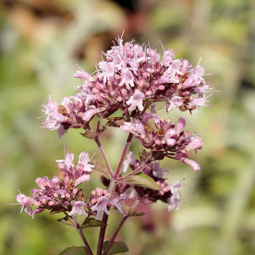 Mäkimeirami luomu taimena - Origanum vulgare (Kukinta)