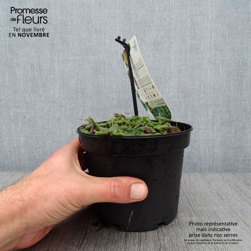 Esimerkki syksyllä toimitetusta Kreikkalainen oregano - Origanum heracleoticum 1,5 litran / 2 litran kannu-taimesta
