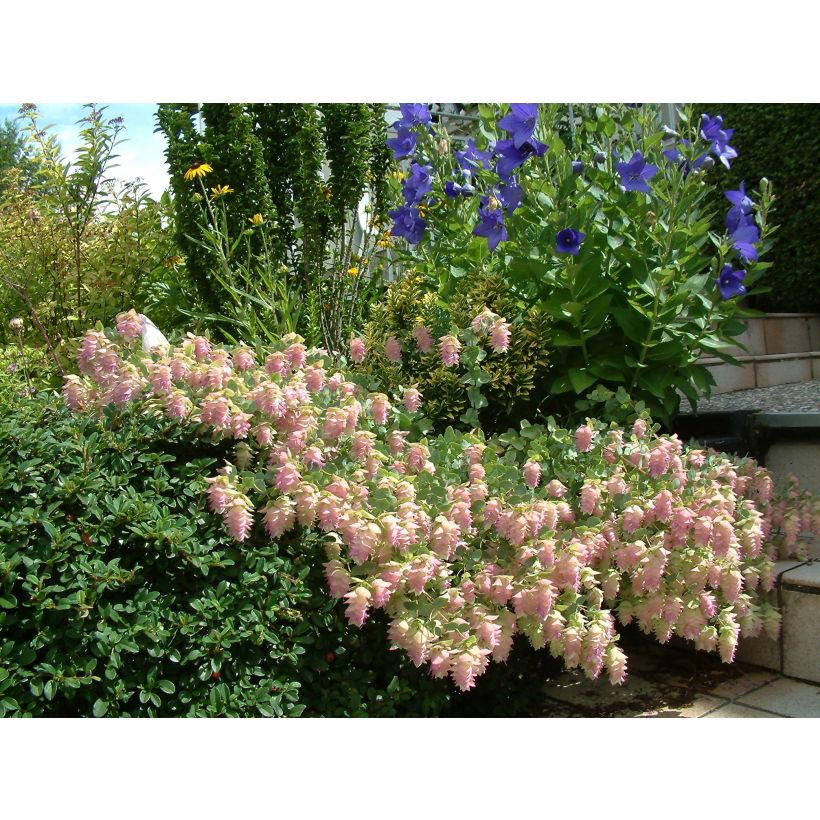 Meirami Kent Beauty (Kukinta)