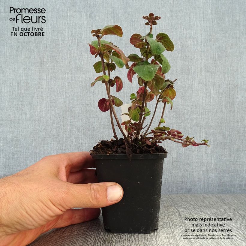 Esimerkki syksyllä toimitetusta Mäkimeirami Rosenkuppel 8/9 cm taimiruukku-taimesta