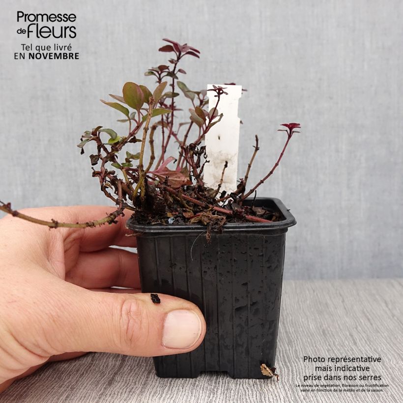 Esimerkki syksyllä toimitetusta Purppurameirami Herrenhausen 8/9 cm taimiruukku-taimesta