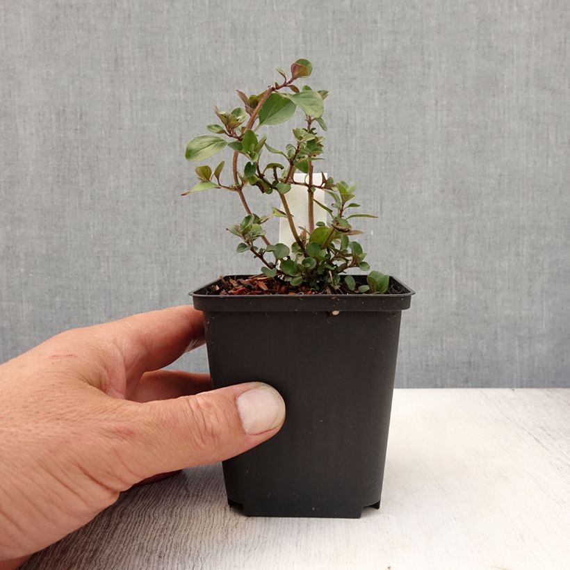 Esimerkki kesällä toimitetusta Purppurameirami Herrenhausen Godet de 8/9 cm-taimesta