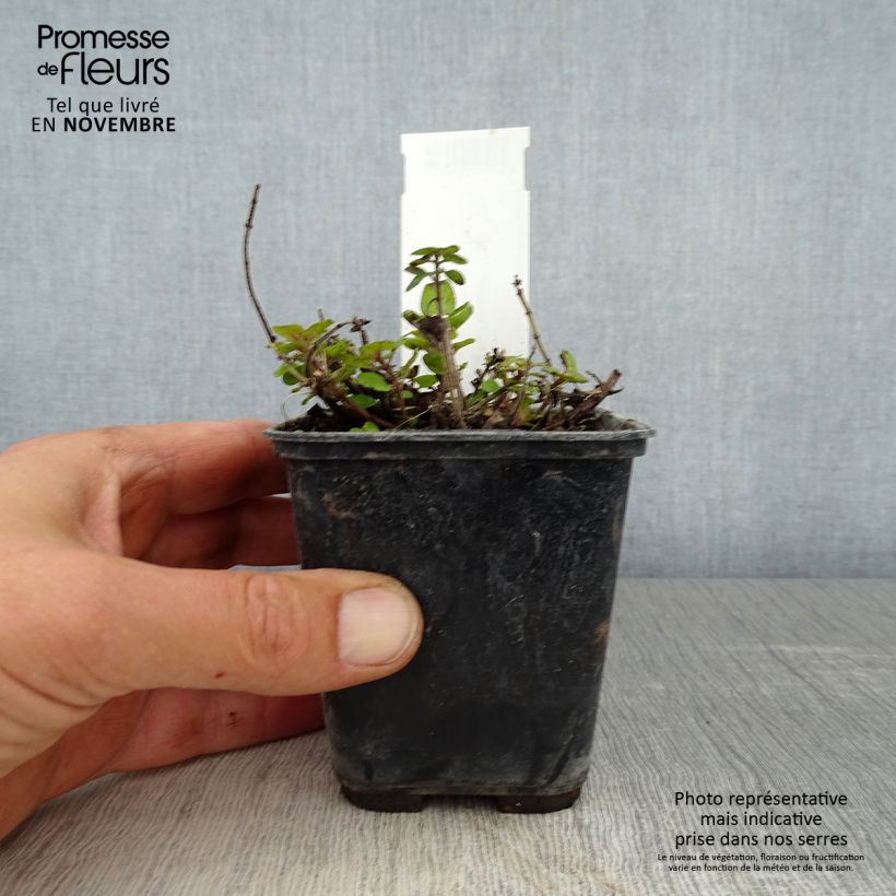 Esimerkki syksyllä toimitetusta Maustemeirami Pagoda Bells 8/9 cm taimiruukku-taimesta