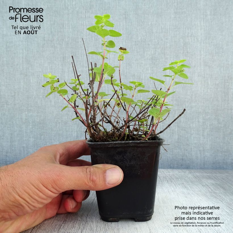Esimerkki kesällä toimitetusta Maustemeirami Pagoda Bells Godet de 8/9 cm-taimesta