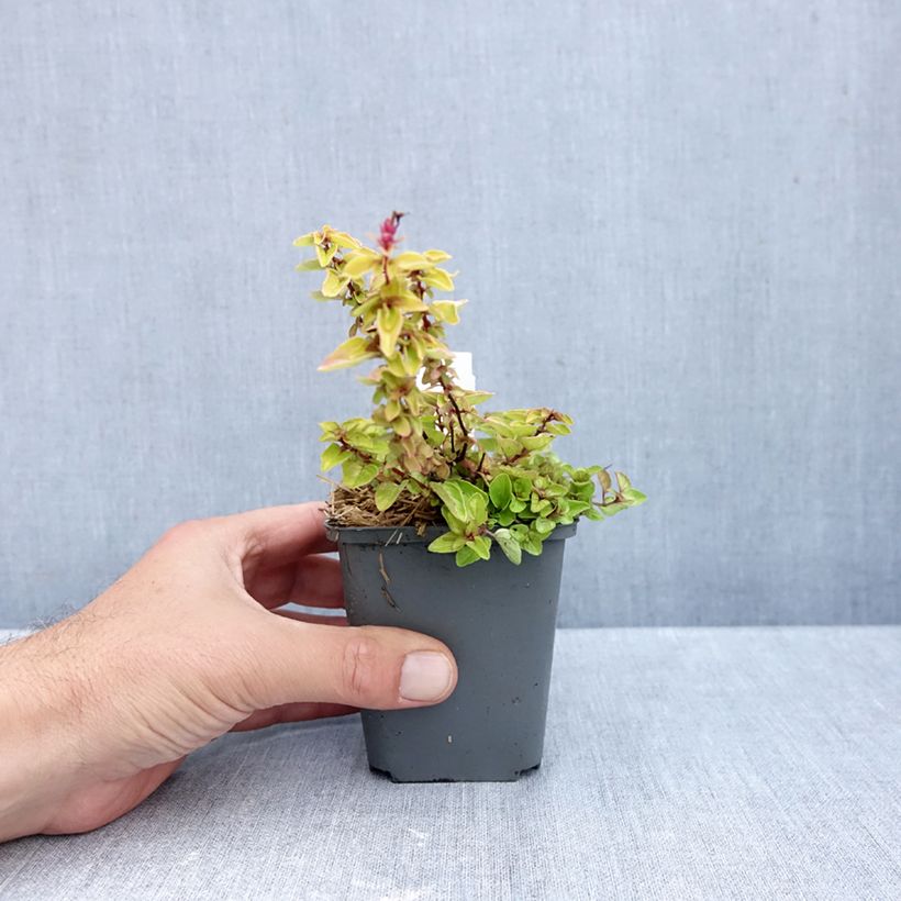 Esimerkki syksyllä toimitetusta Mäkimeirami Thumbles Variety 8/9 cm taimiruukku-taimesta