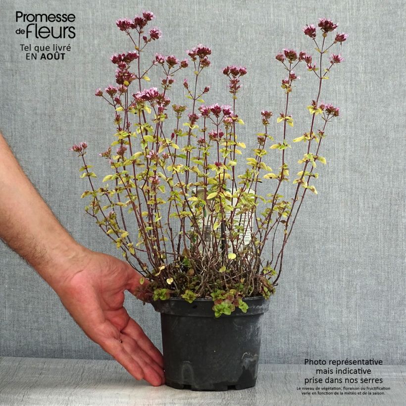 Esimerkki kesällä toimitetusta Mäkimeirami Thumbles Variety Pot de 1,5L/2L-taimesta