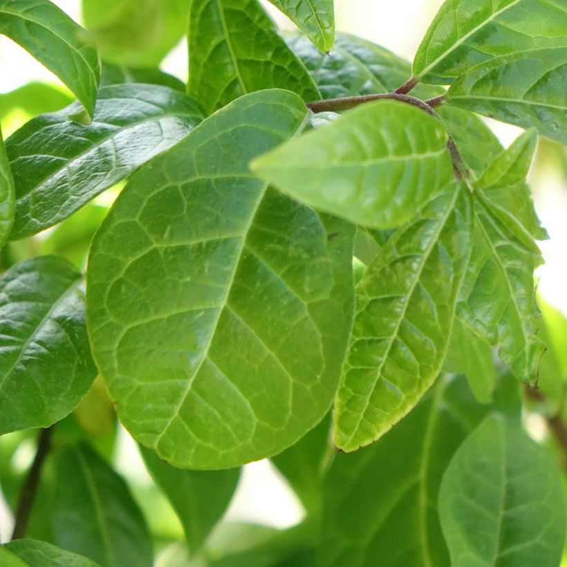 Orixa japonica (Lehvistö)