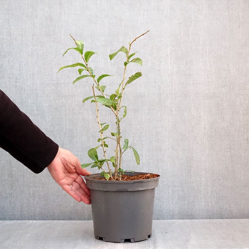 Esimerkki syksyllä toimitetusta Orixa japonica 4 litran/5 litran ruukku-taimesta