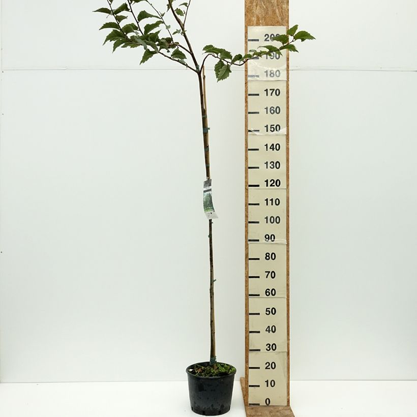 Esimerkki kesällä toimitetusta Vuorijalava - Ulmus glabra 7,5 litran / 10 litran ruukku-taimesta