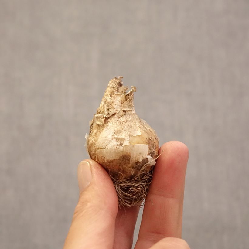 Esimerkki keväällä toimitetusta Balkanintähdikki - Ornithogalum narbonense Bulbe size 12+-taimesta