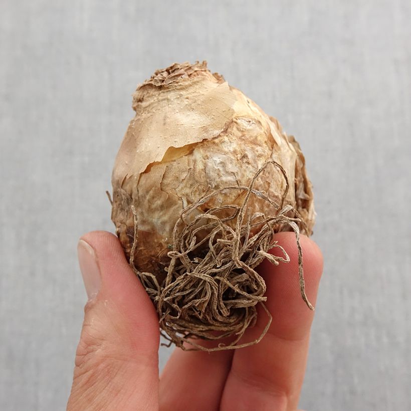 Esimerkki keväällä toimitetusta Kapintähdikki - Ornithogalum saundersiae Sipuli Koko 18+-taimesta