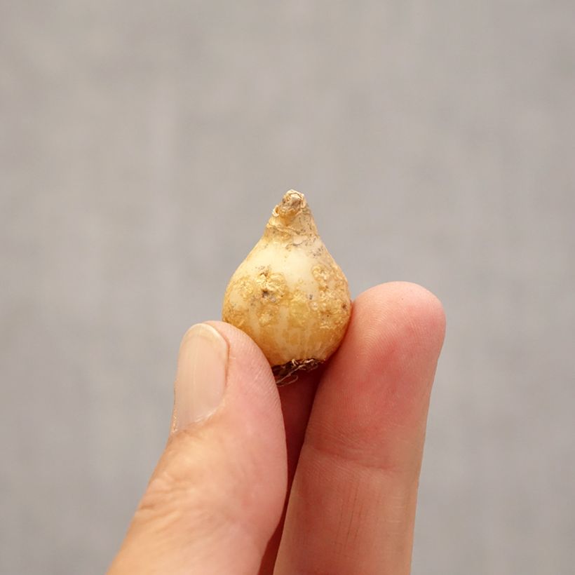 Example of Sarjatähdikki - Ornithogalum umbellatum Bulbe size 6+ as you get in printemps