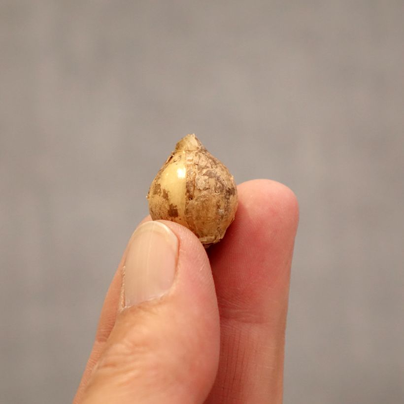 Esimerkki keväällä toimitetusta Tähdikki - Ornithogalum balansae Sipuli Koko 6+-taimesta