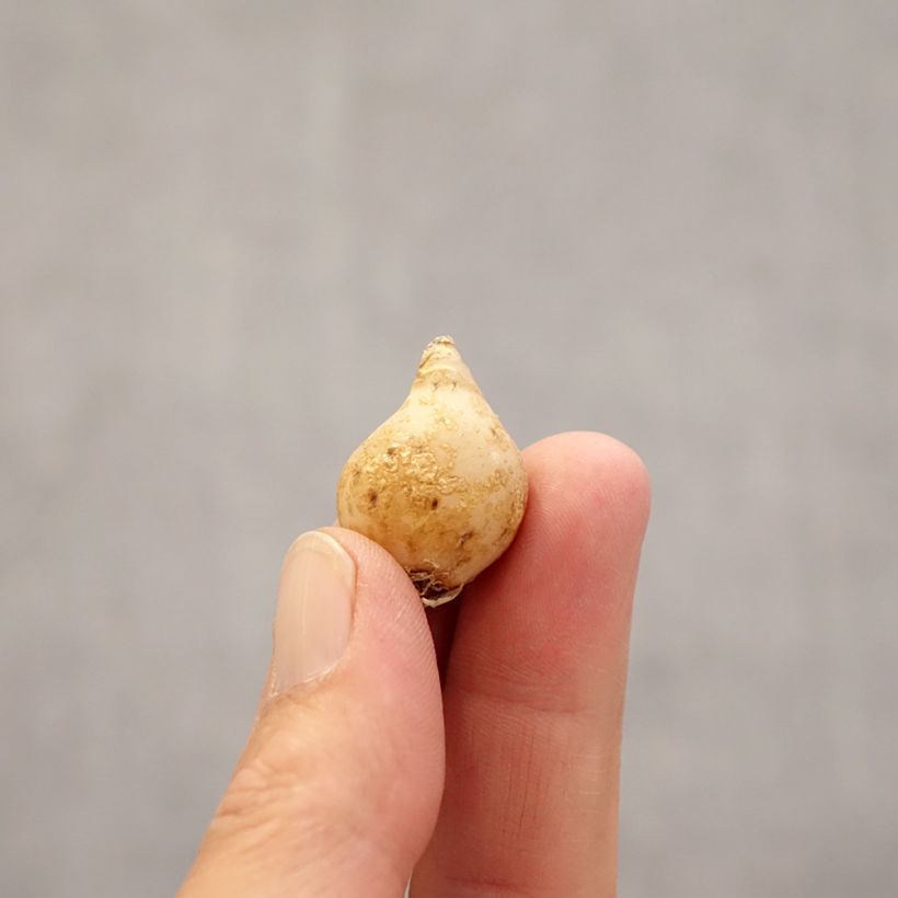 Esimerkki keväällä toimitetusta Nuokkutähdikki - Ornithogalum nutans Bulbe size 6+-taimesta