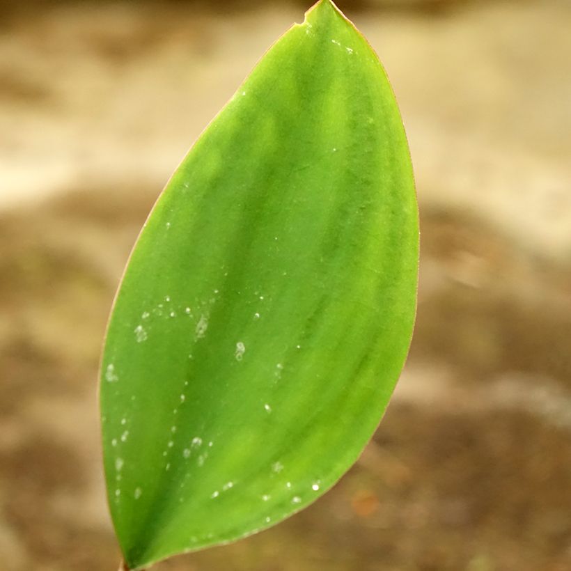 Keltapuikelo - Orontium aquaticum (Lehvistö)
