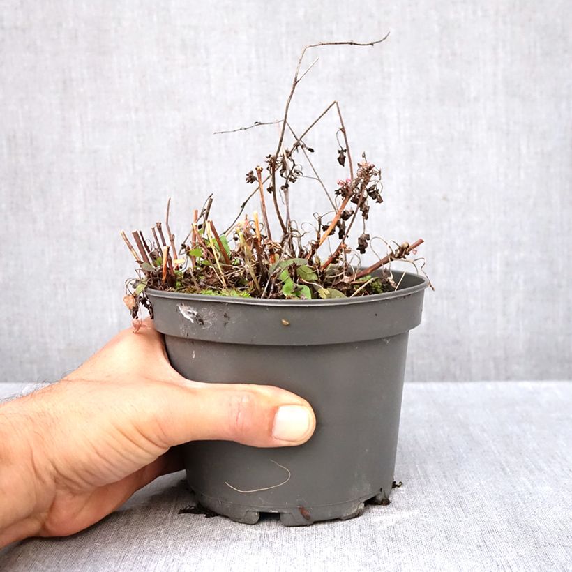 Esimerkki syksyllä toimitetusta Kilpisuolaheinä taimena - Rumex scutatus 1,5 litran / 2 litran kannu-taimesta