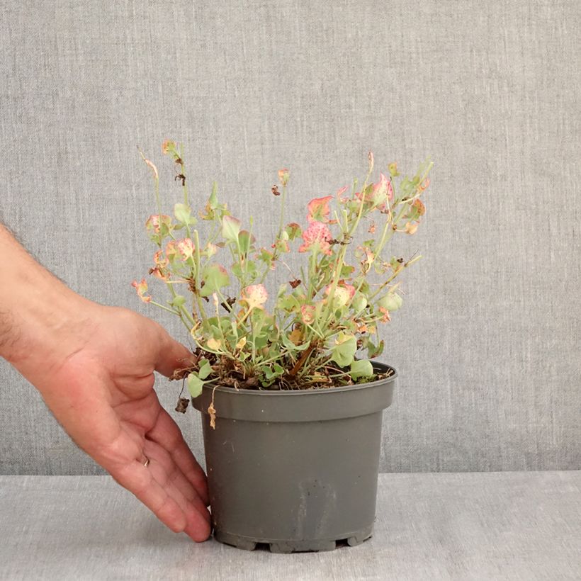 Esimerkki kesällä toimitetusta Kilpisuolaheinä taimena - Rumex scutatus 1,5 litran / 2 litran kannu-taimesta