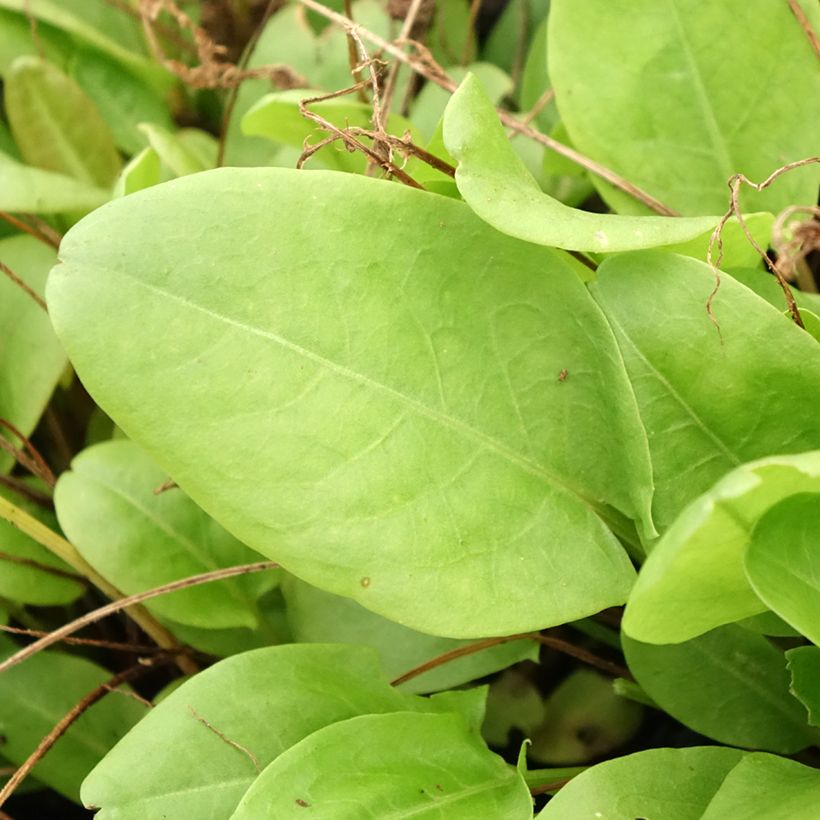 Kilpisuolaheinä taimena - Rumex scutatus (Lehvistö)