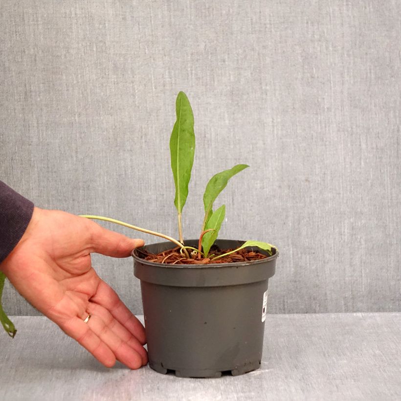 Esimerkki syksyllä toimitetusta Hierakka - Rumex patientia 1,5 litran / 2 litran kannu-taimesta