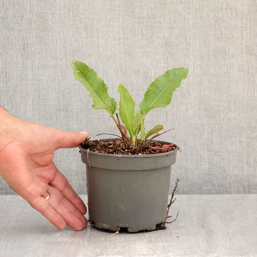 Esimerkki kesällä toimitetusta Hierakka - Rumex patientia 1,5 litran / 2 litran kannu-taimesta