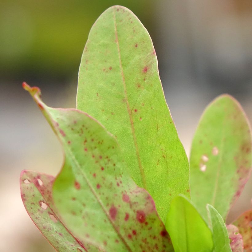 Hierakka - Rumex patientia (Lehvistö)