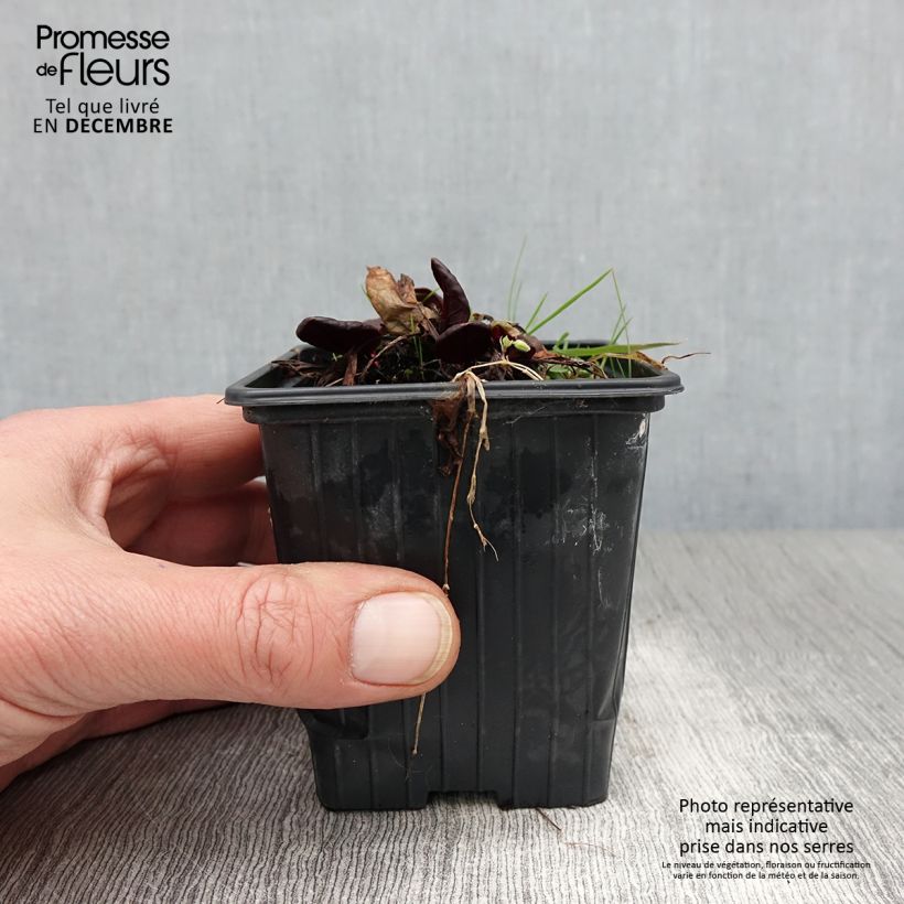 Esimerkki syksyllä toimitetusta Kilpisuolaheinä Purpurea luomu 8/9 cm taimiruukku-taimesta