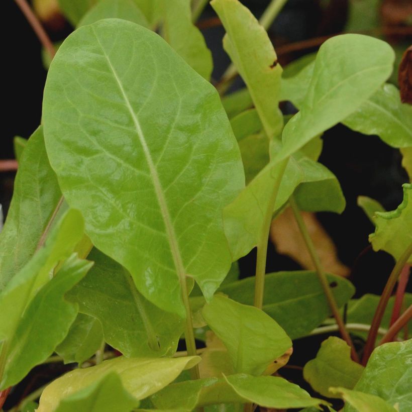 Niittysuolaheinä - Rumex acetosa (Lehvistö)