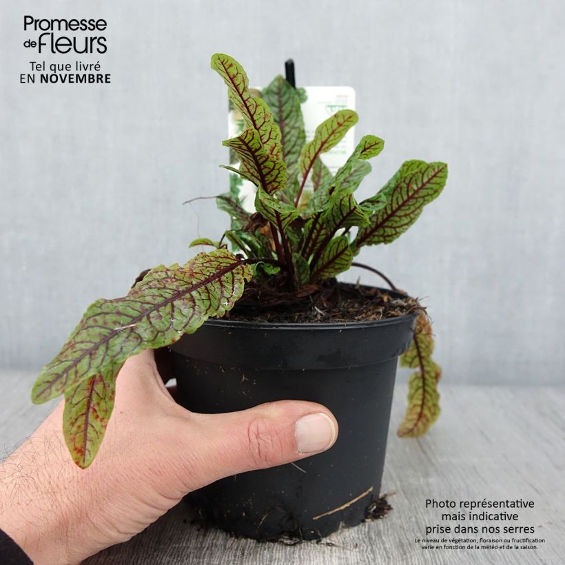 Esimerkki syksyllä toimitetusta Oseille sanguine - Rumex sanguineus Pot de 1,5L/2L-taimesta